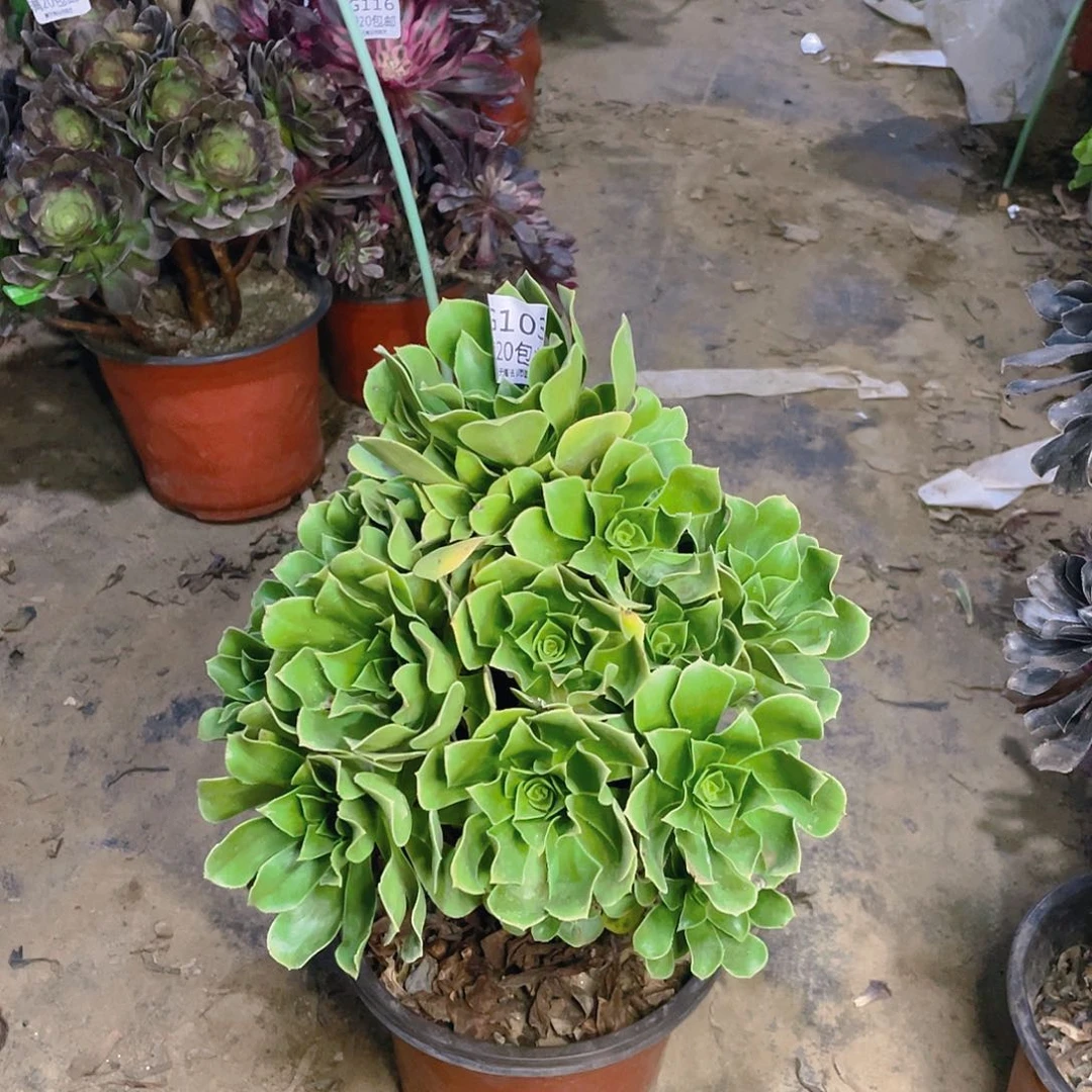 103香附玫瑰多肉法师