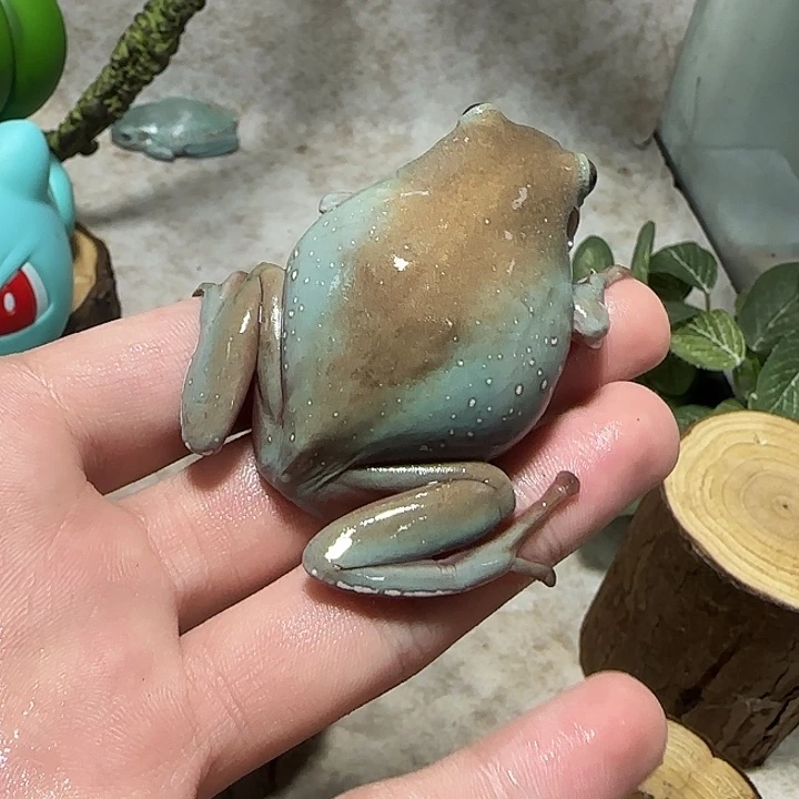 老爷树蛙通体金蓝姥爷