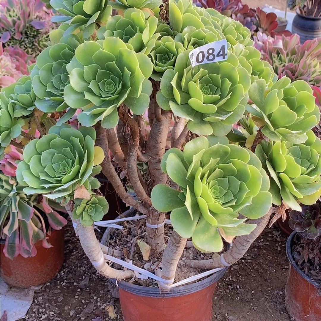 84 号一物一拍多肉植物