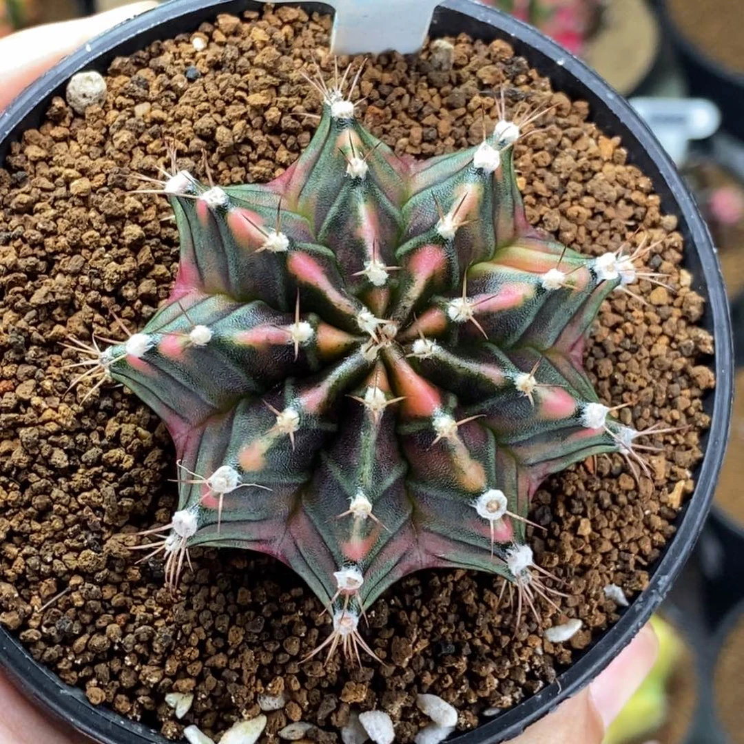 米哈肋骨仙人球51