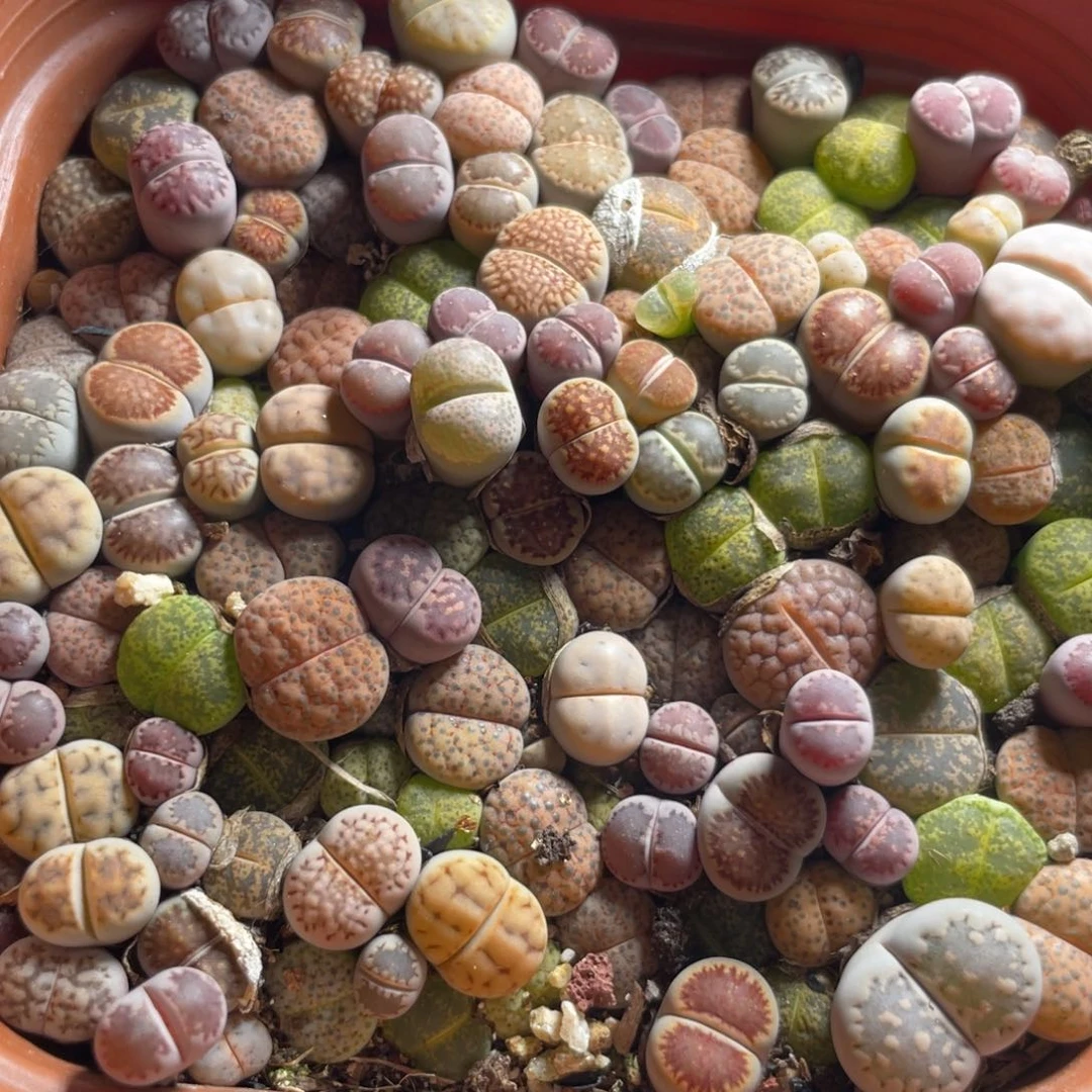 今晚大盆特价更新～27