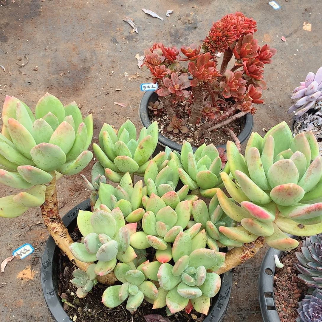 757海洋之星一物一拍多肉