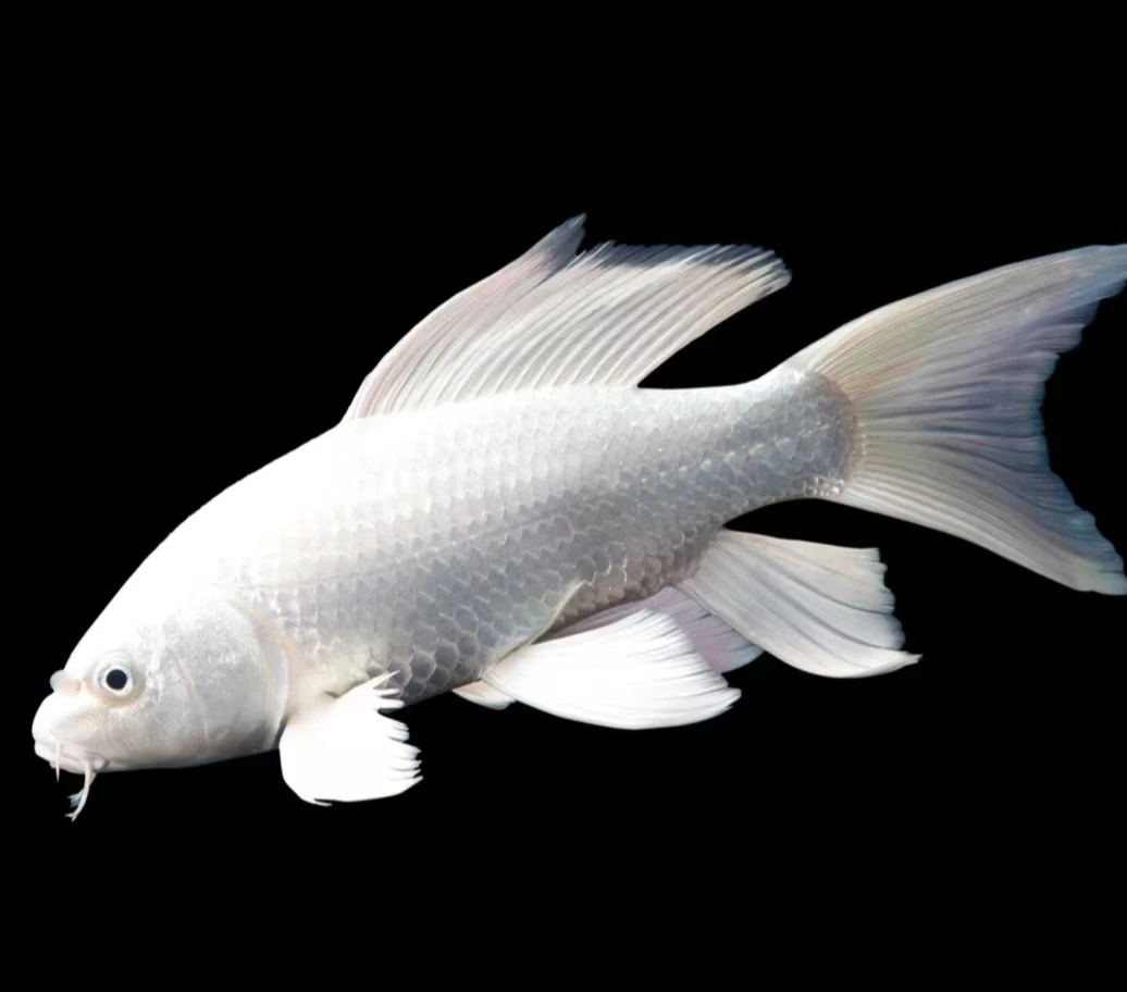 活鱼观赏鱼 冷水鱼淡水鱼纯白蝴蝶鲤易养耐活包邮包活10-16公分