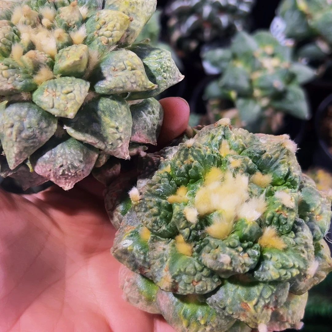 *****无花朵福利两颗牡丹锦076.077