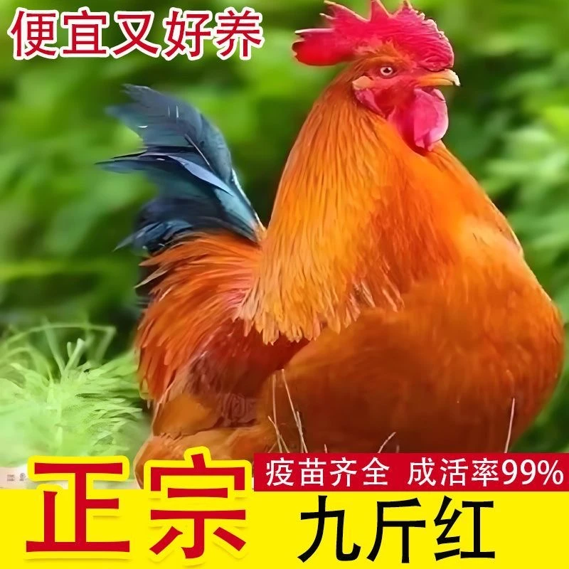 九斤红12只公母可选 红玉鸡半斤左右宠物鸡包邮