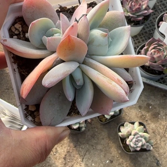 137奶茶多肉植物多