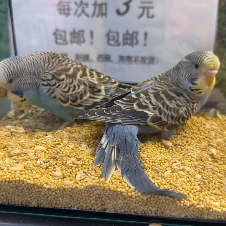 虎皮鹦鹉大头虎皮鹦鹉