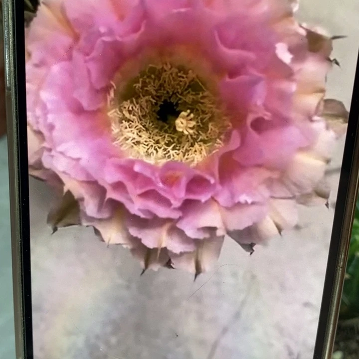 香香318侧芽3.5公分左右