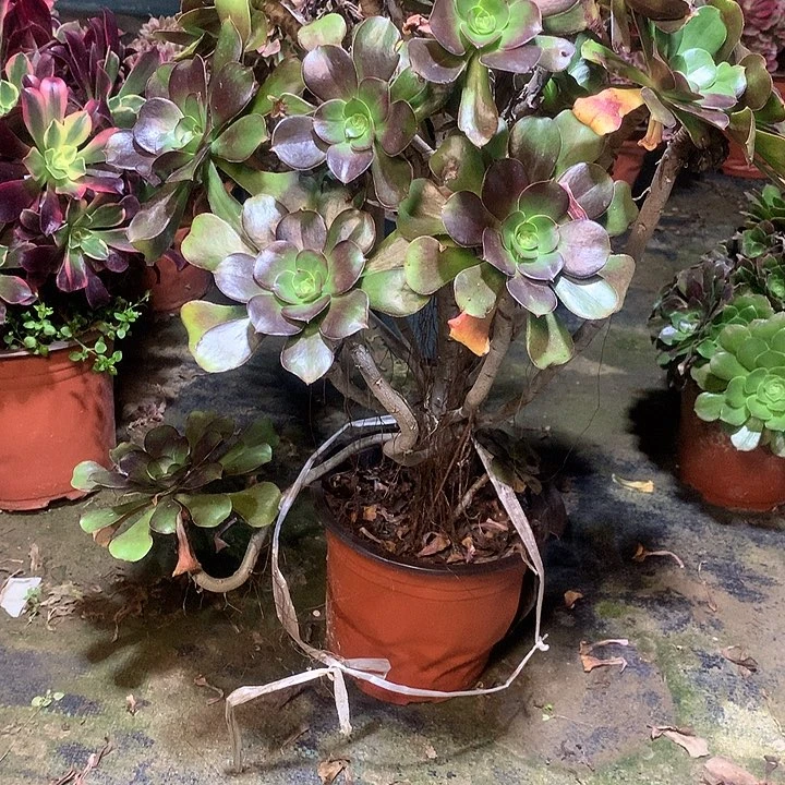 多肉多肉多肉灰原叶999