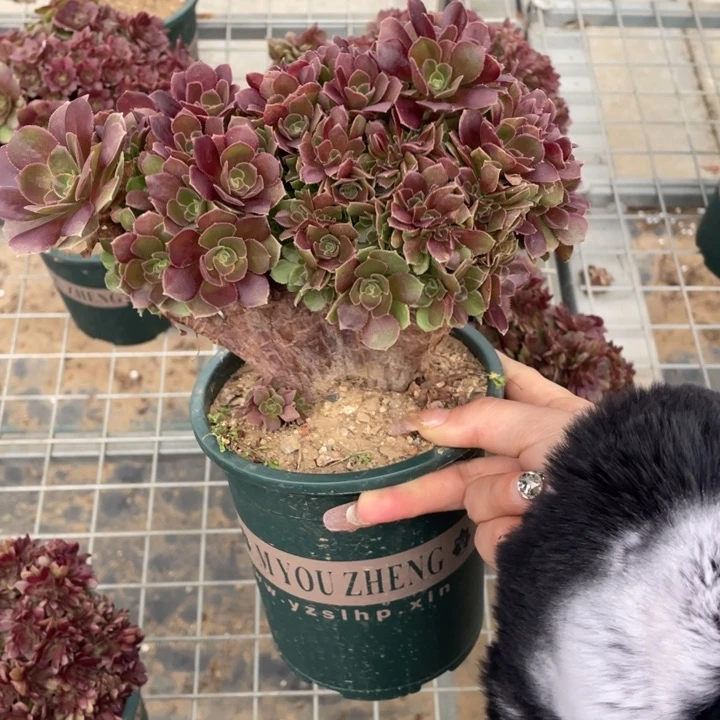 多肉的大肉都要长胖一点呀