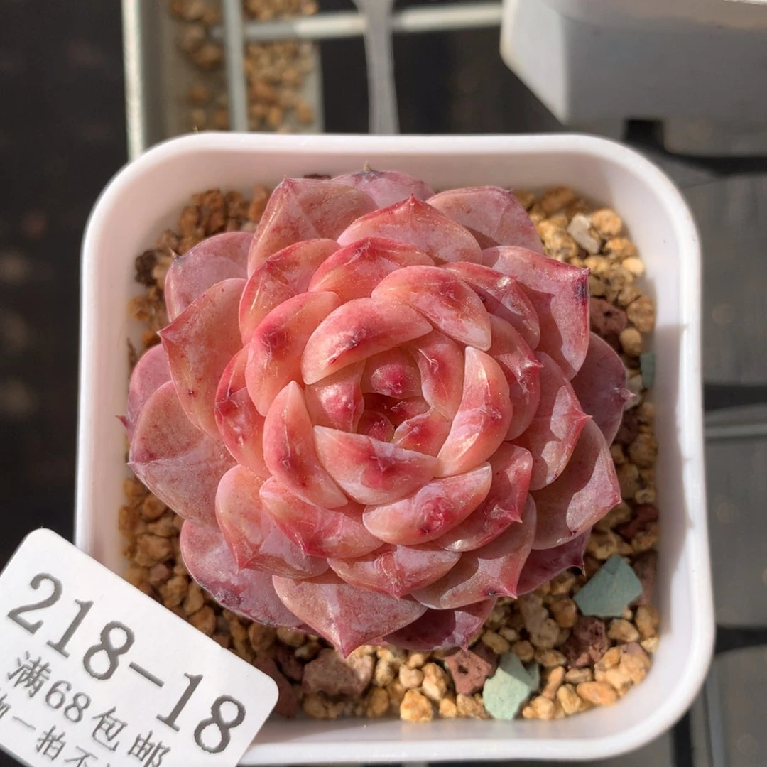 18。玻璃樽。5.5cm。糖心冰魄个体