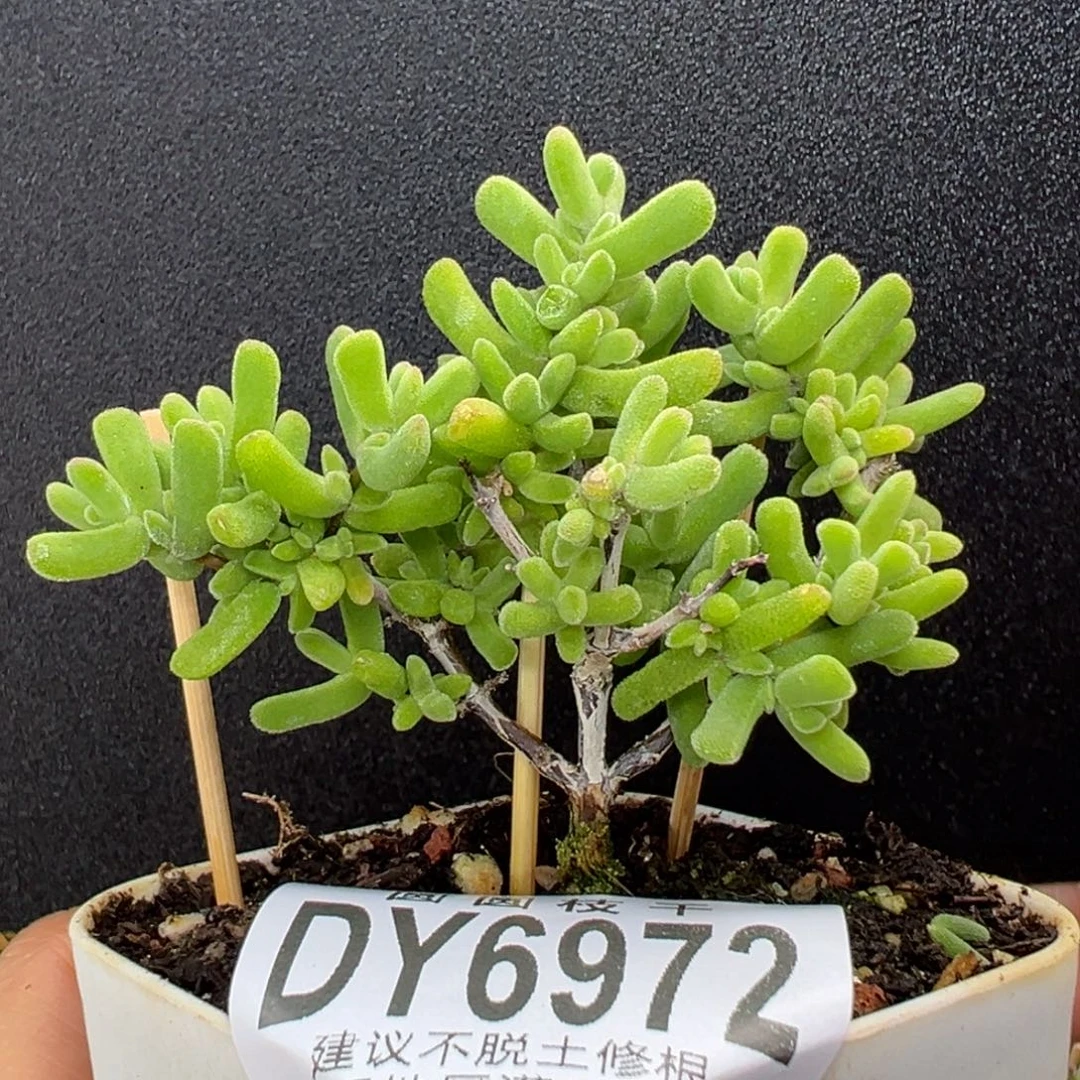 dy6972小老桩虾钳冠幅5.5cm