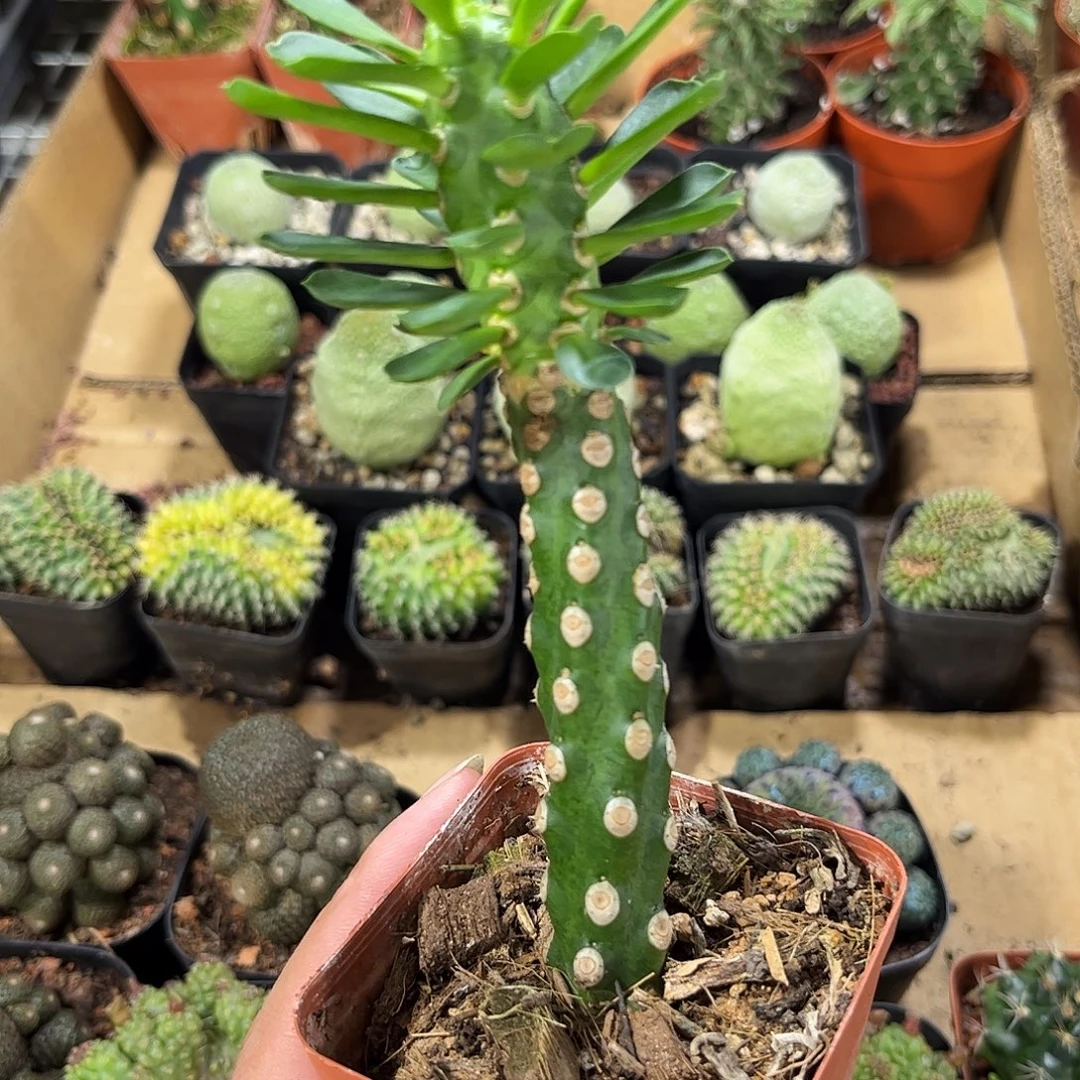 无刺霸王鞭有根发货有根