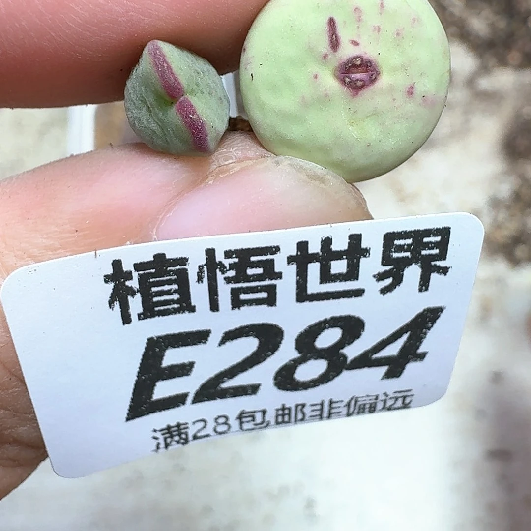 多肉植物的润泽地方