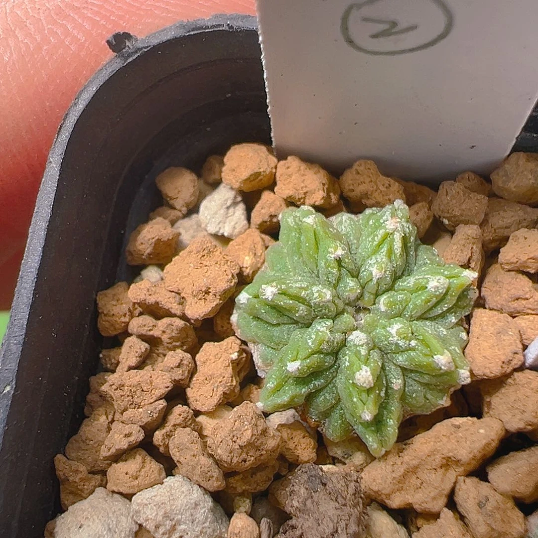 老花笼实生裸根发