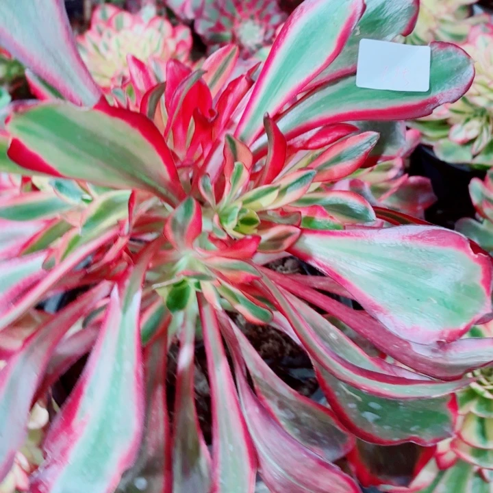 云南红魔女好看115号