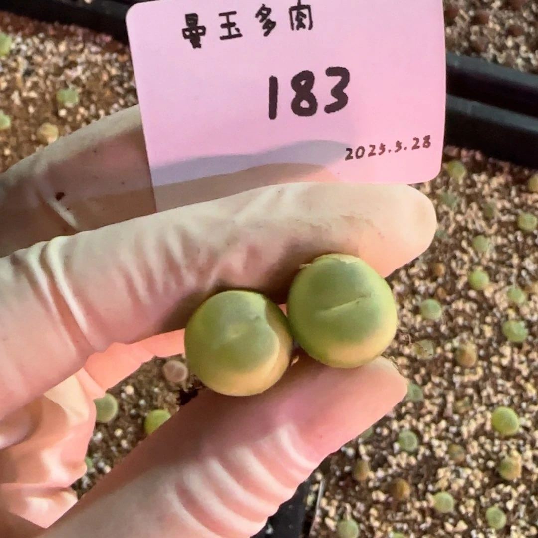 梨*多肉多肉多肉5.28-183