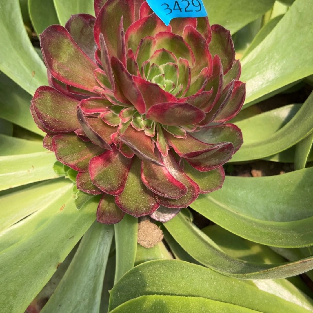 默*3429桃花坞多肉植物系