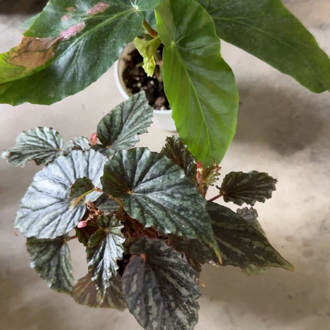 福利款竹节组合无售后