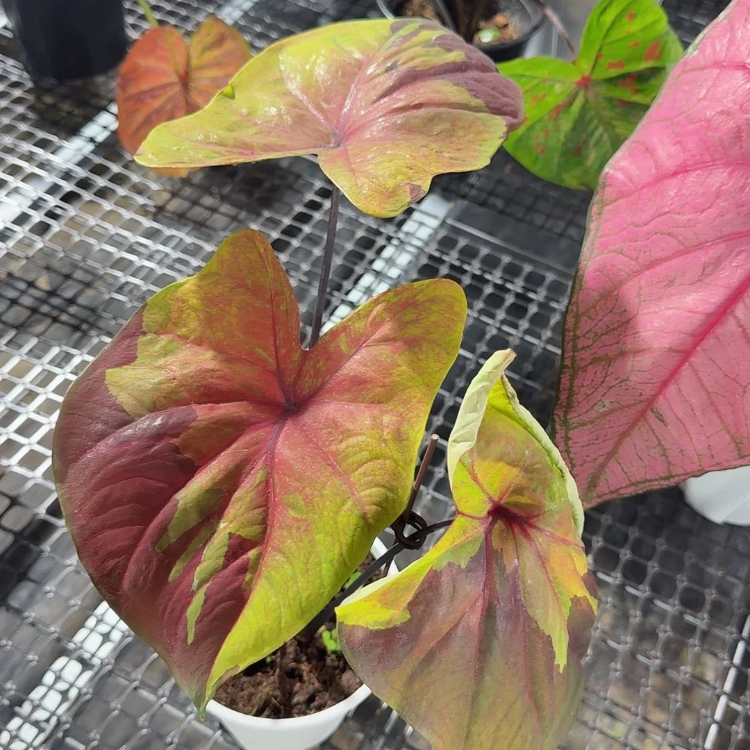 完全开放泰彩落日天空大颗