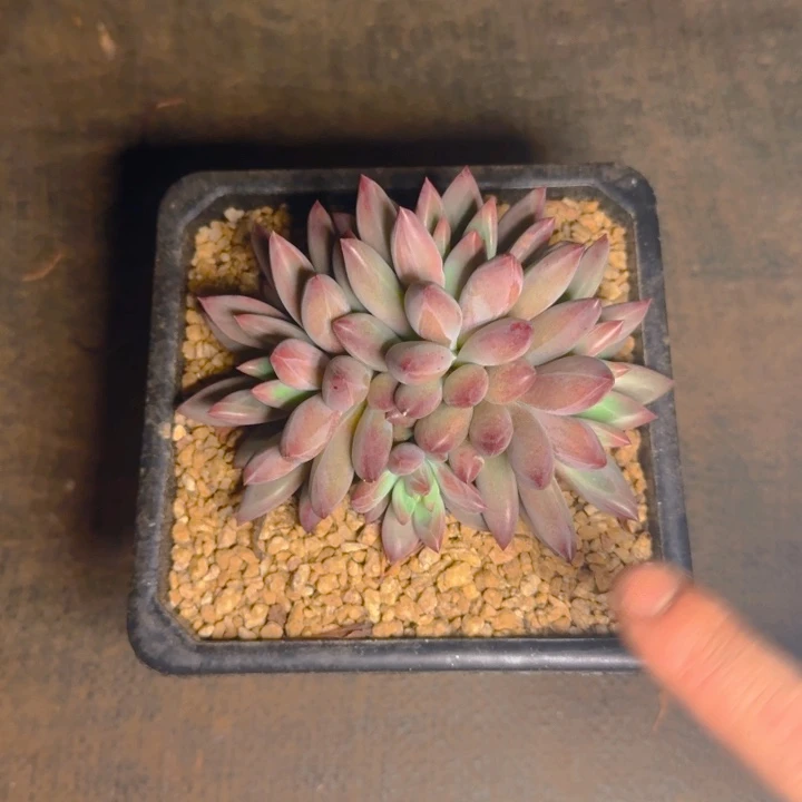 虞美人福利111111111111