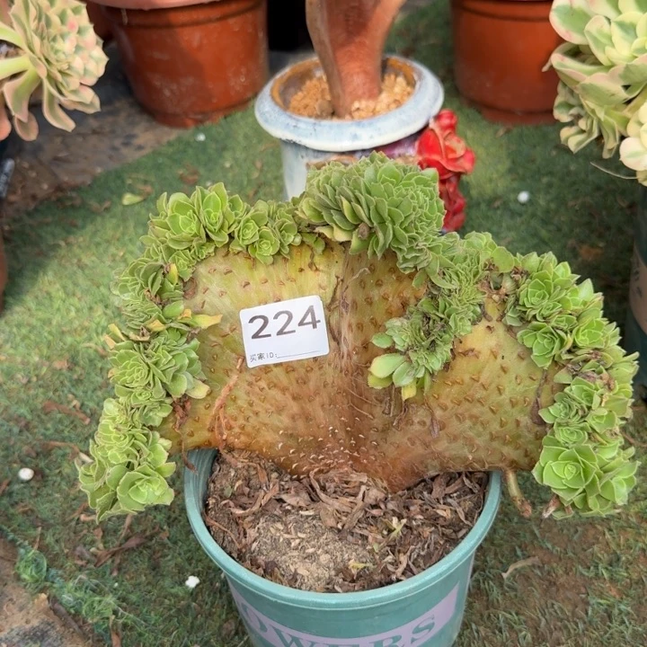 绿法师法师缀化224