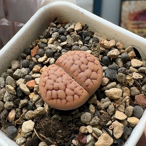 2738，黄绿美玉脑纹带盆土发货