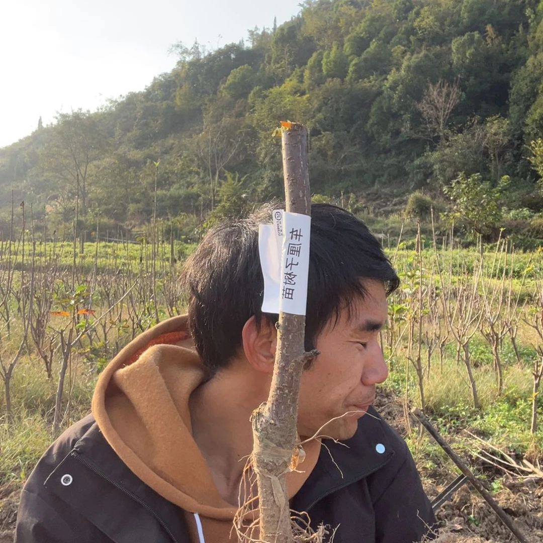 当前无花栽培后可以开花101