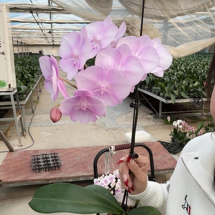 完全开放神仙姐姐 带花 发货
