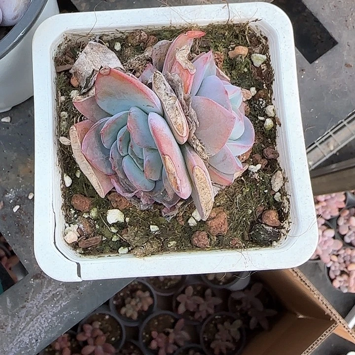 漂**?青蛙王子儿童牙膏111