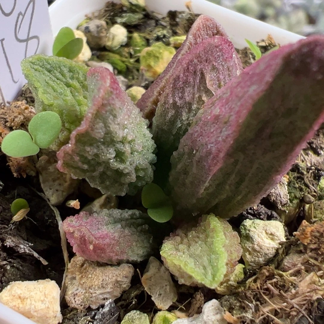 w冰晶纹实生新品多肉植物