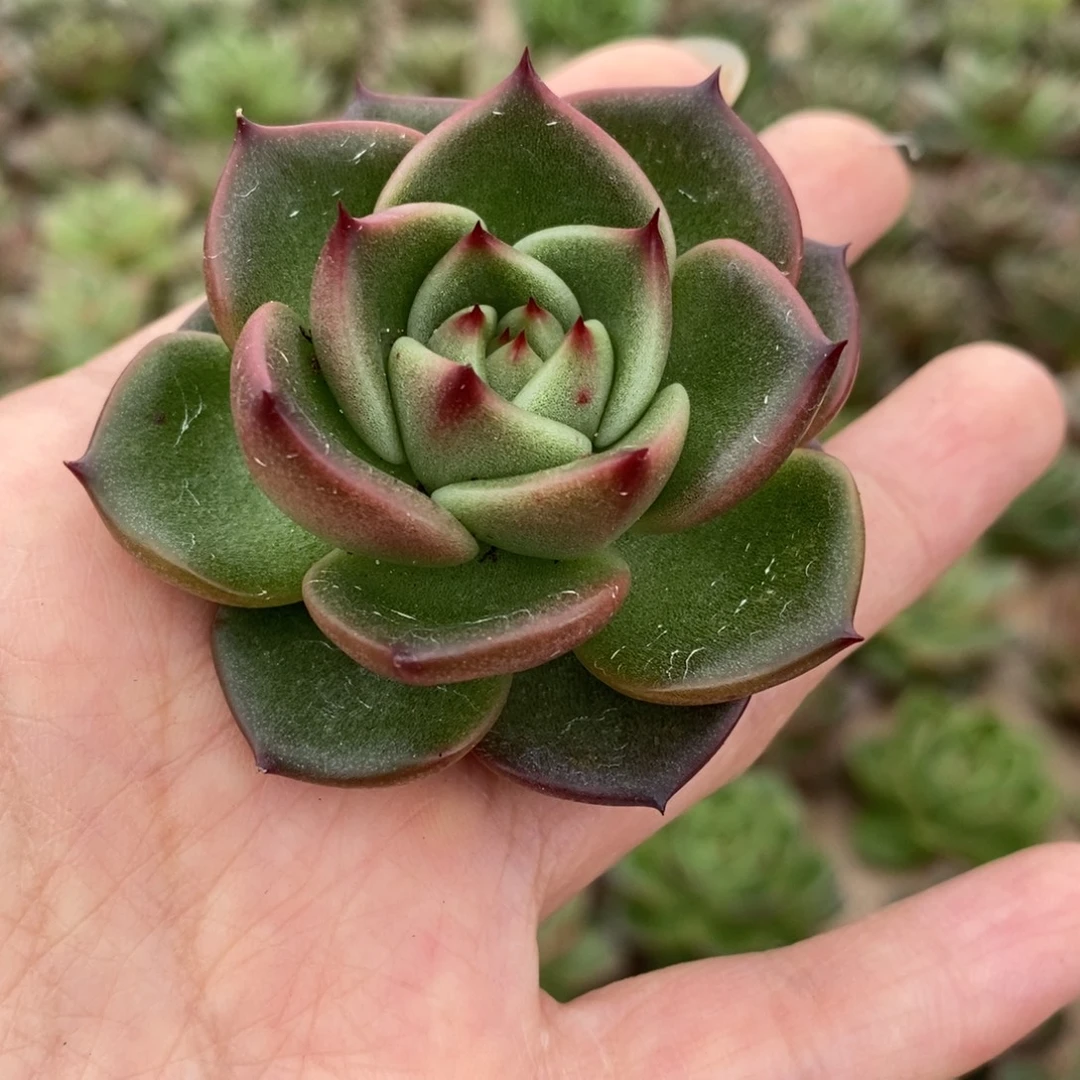 无花朵185 号东云系多肉植物