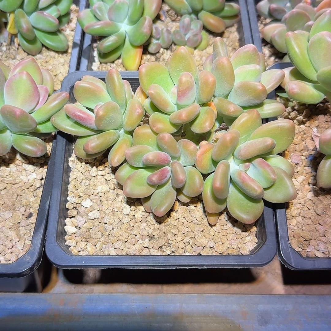 芒果奶精控无砍群生