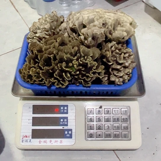 干巴菌超好吃中国大陆