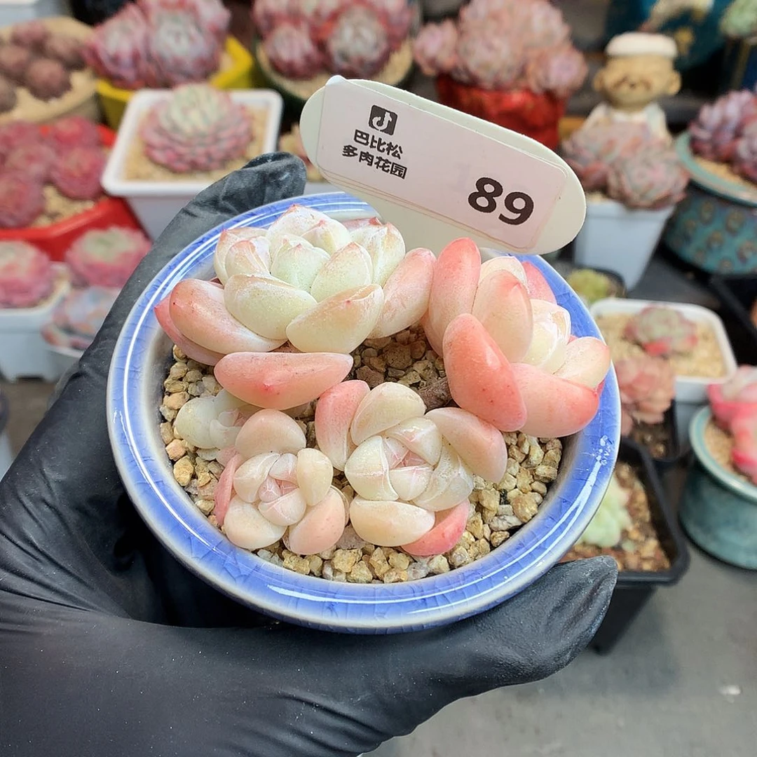 ·**亮89 琥珀冰玉多肉