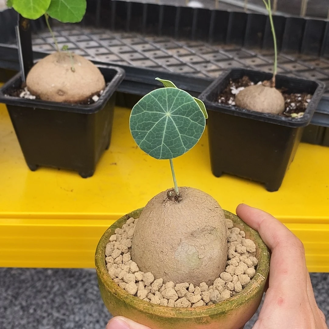 L****素可泰一物一拍不包叶损