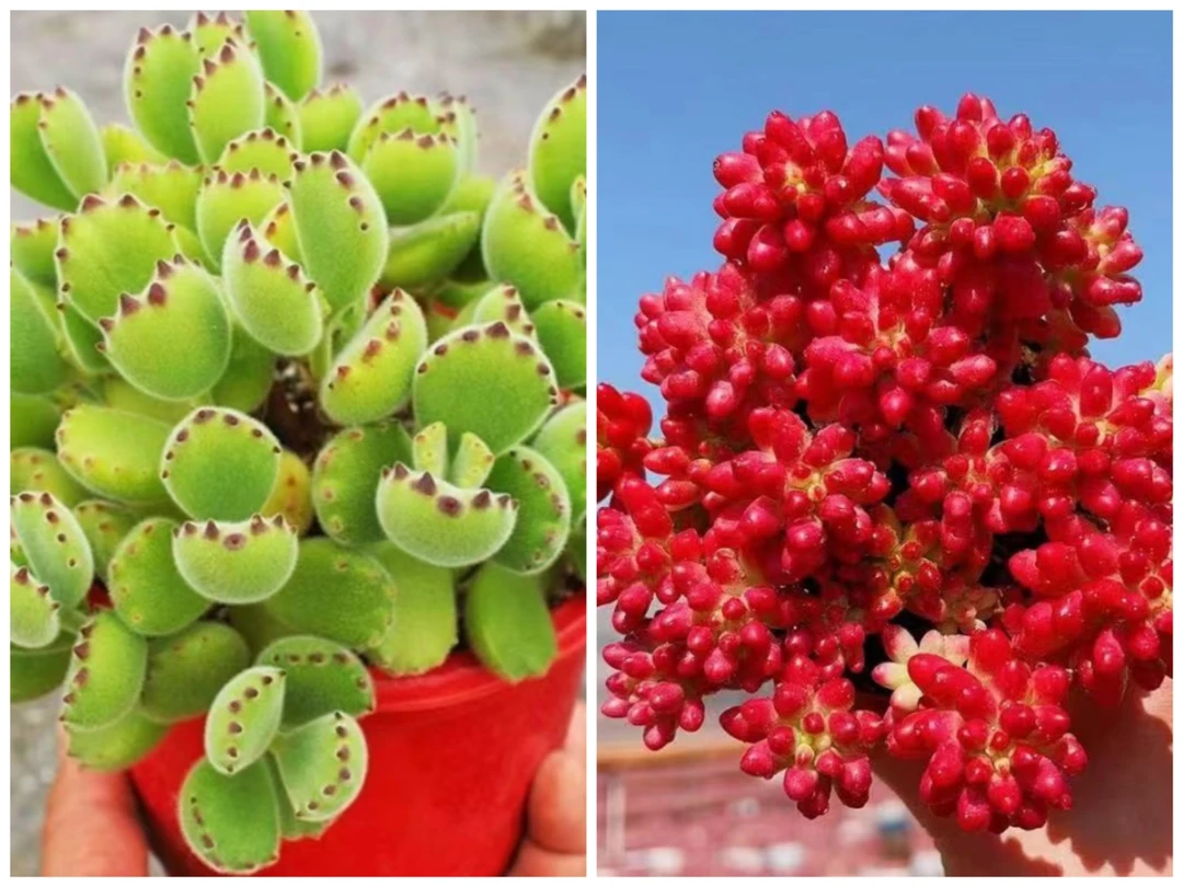 Y熊童子+虹之玉锦组合 多肉植物 新手好养 喜阳通风 带盆带土发货