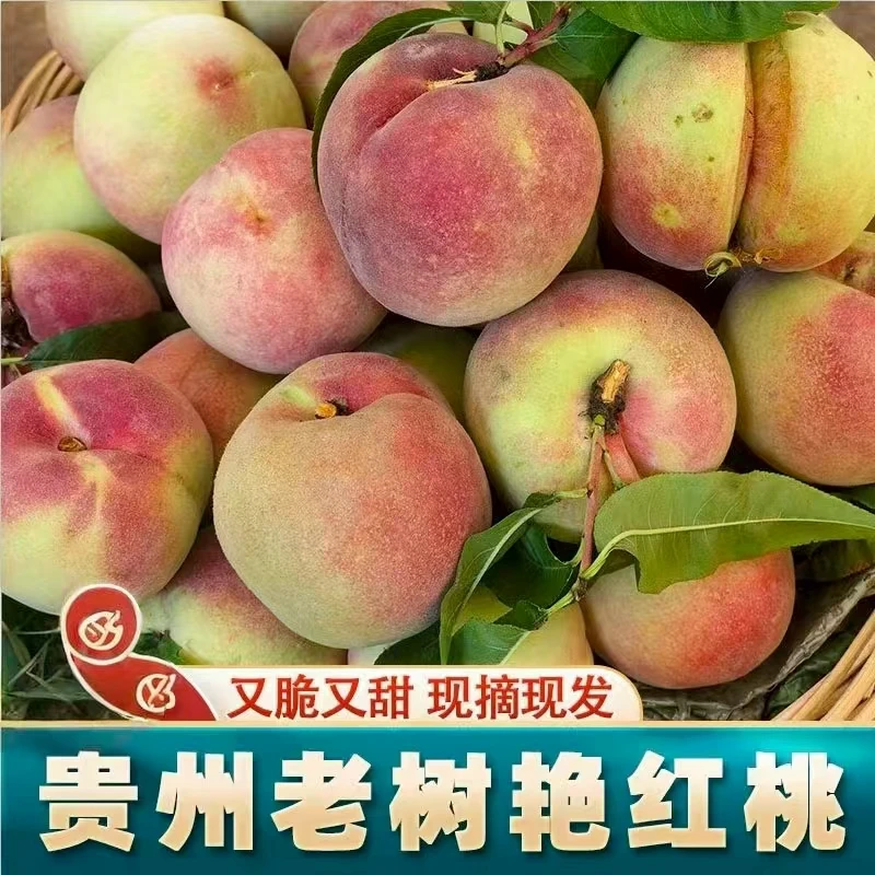 贵州新鲜现摘艳红桃水蜜桃老树脆桃水果小时候的味道脆甜拍3桃子
