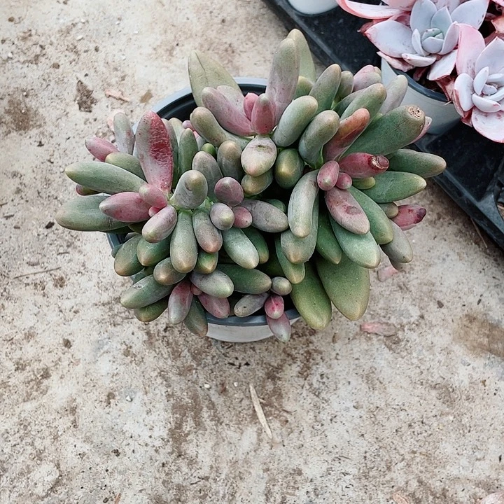 糖果美人38一盆884484878948