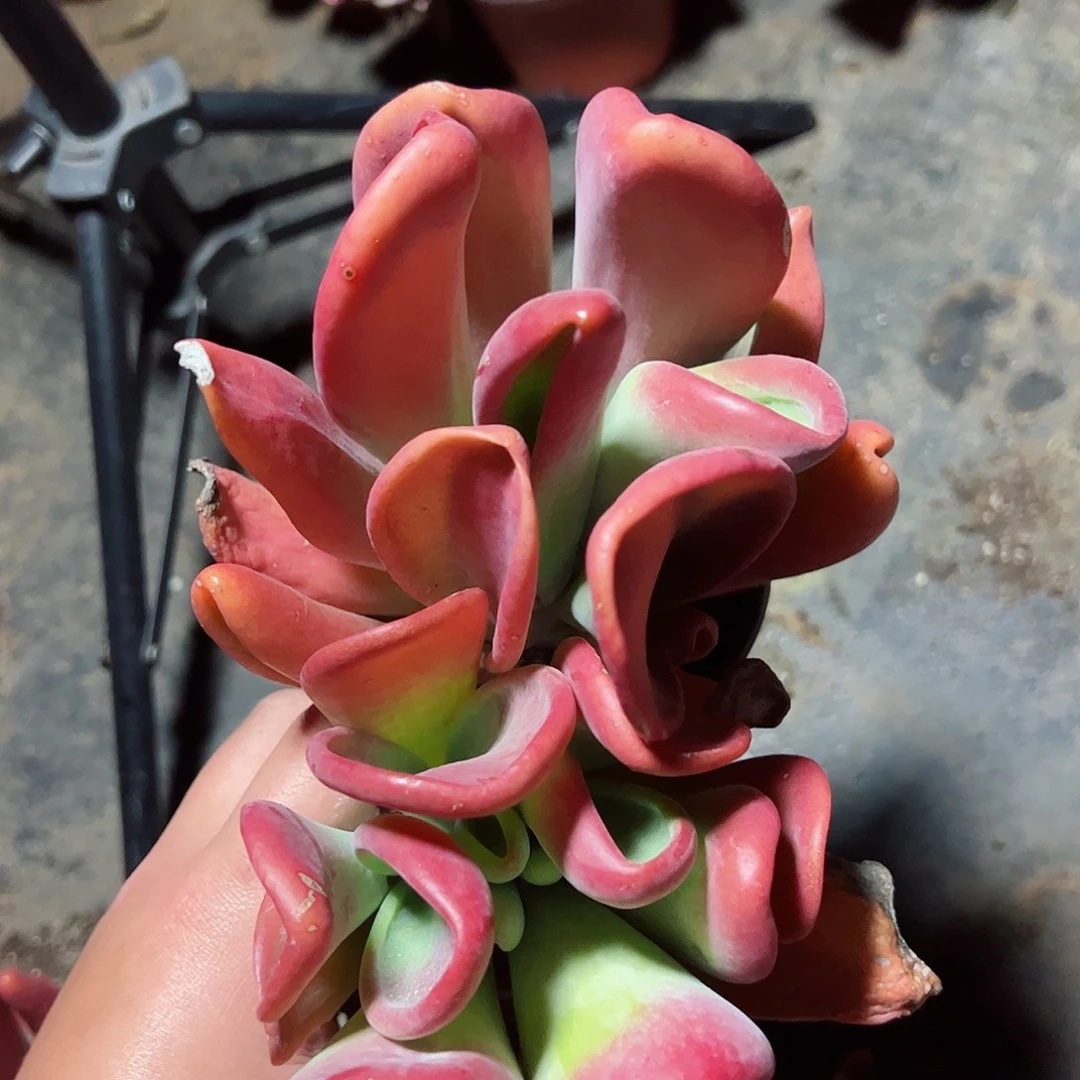 火狐狸两盆控养老桩