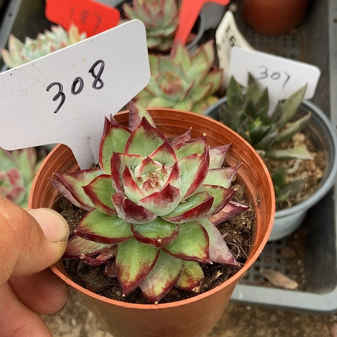 惊鸿一物一拍包装收缩花旱308