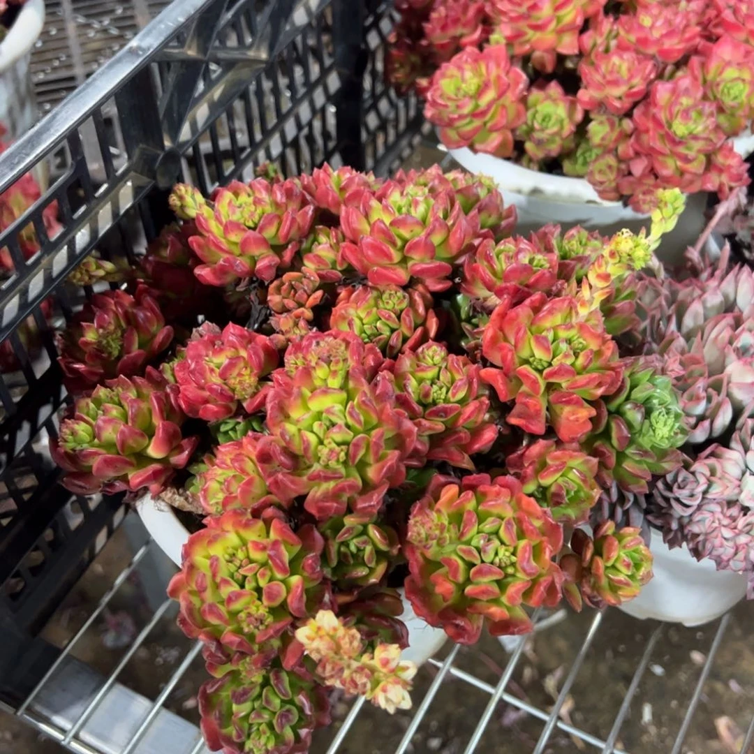 火焰蒂亚玫瑰手捧