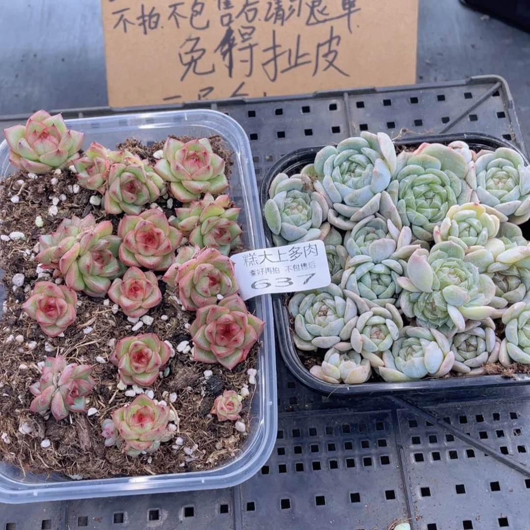糕大上多肉植物637