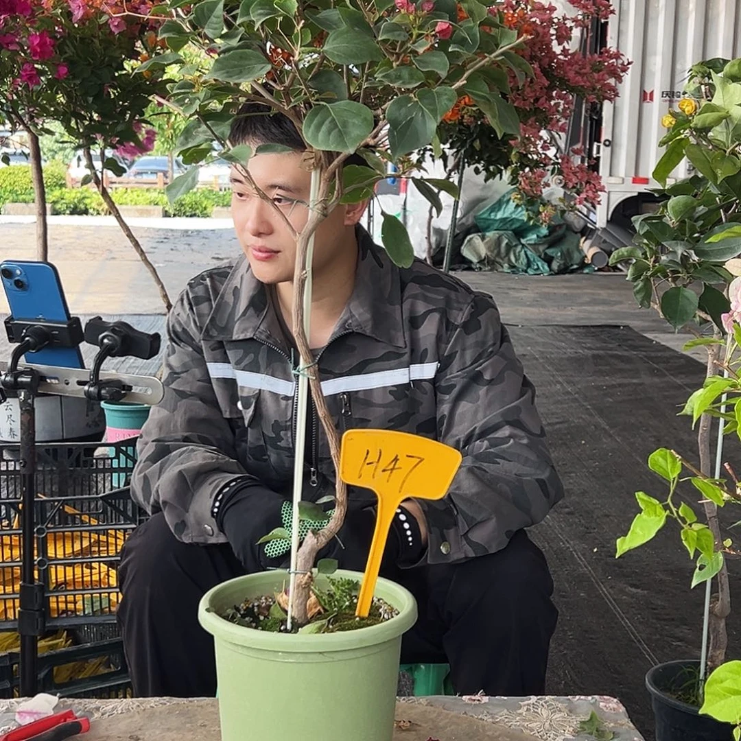 上***卷大部分花苞少量开放H47不甜