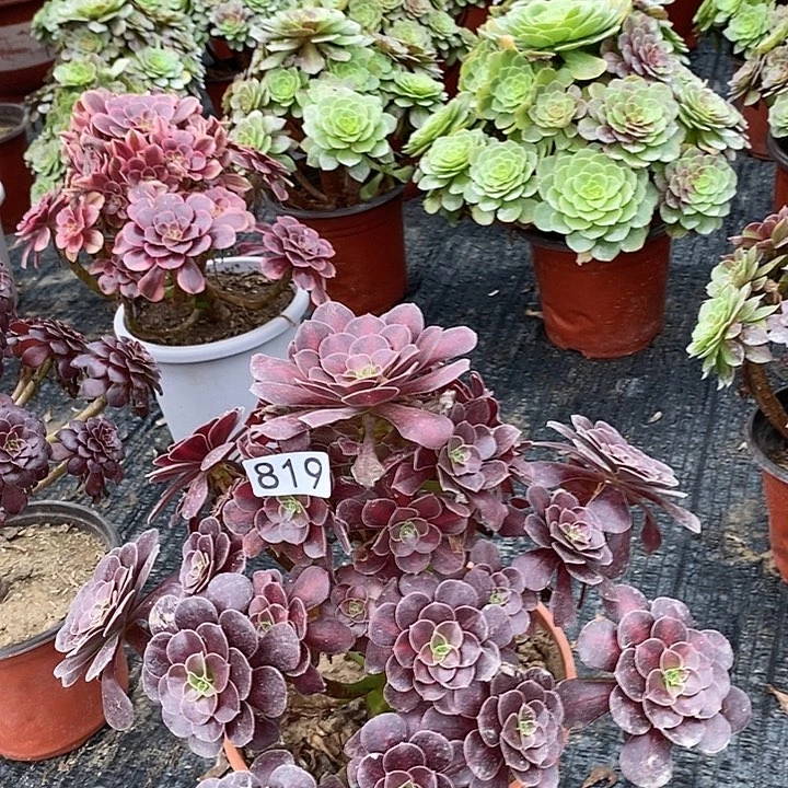 819，花纳多肉法师多肉法师