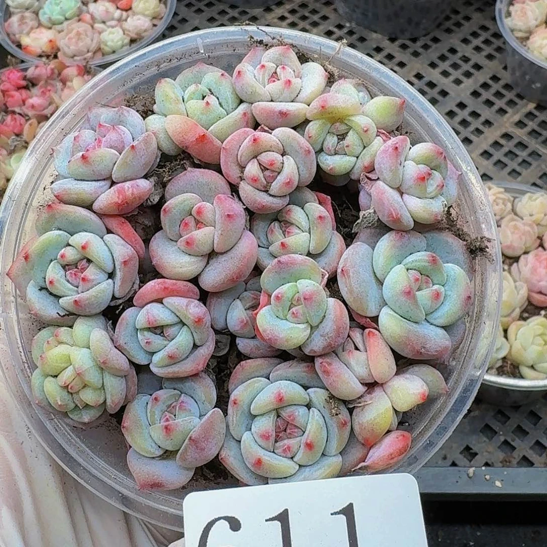 多肉植物多肉植物611