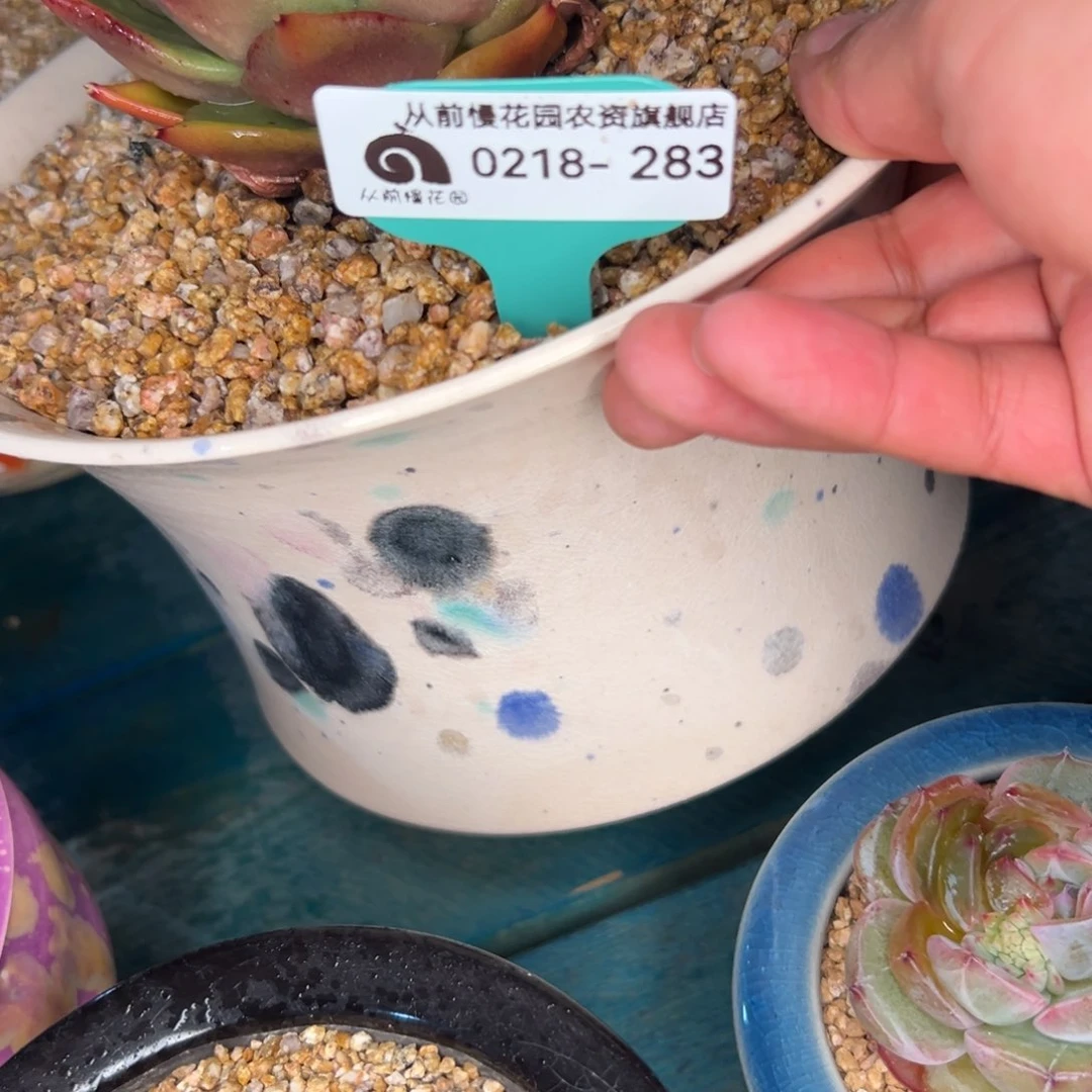 随*?多肉一物一拍0218-283盆