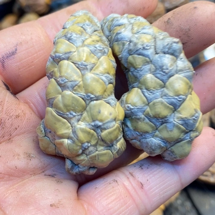 桃核吊坠娜姐真的27