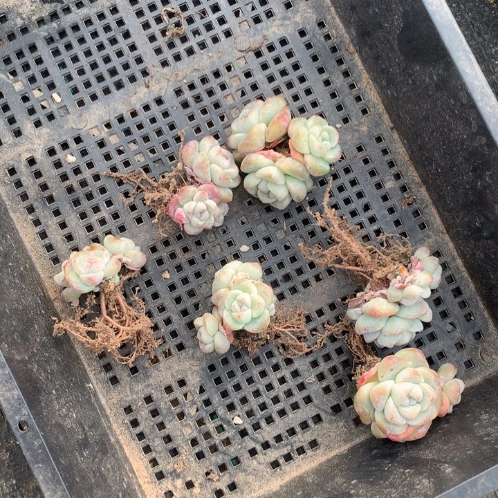 6666六颗冰玉包邮