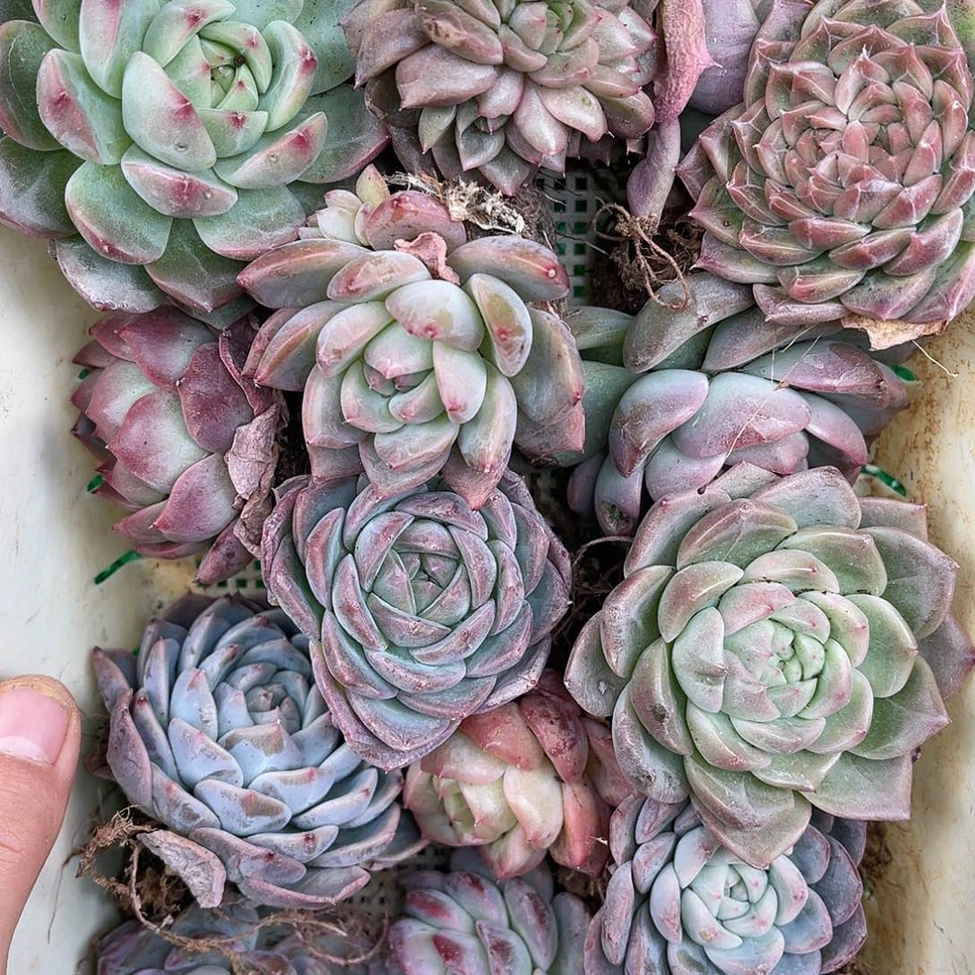 多肉一物一拍21-56